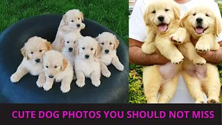 Cute dog photos | Cute puppies images | Dog photos dog pictures | Small dogs playing together | P62