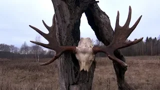 Рога, охота на лося и дубовые медальоны для трофеев.