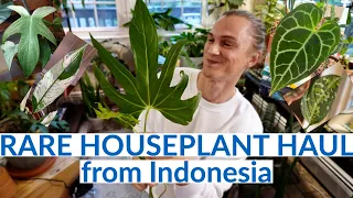 Rare Houseplant Haul! from Indonesian Rare Plant Nursery
