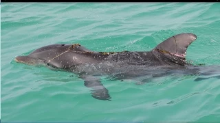 Be Careful Fishing Around Dolphins