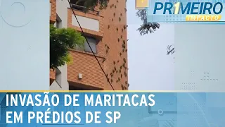 Maritacas “devoram” e invadem fachada de prédios em SP | Primeiro Impacto (04/10/23)