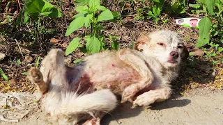 Starving Stray Dog Shows His Belly, Begged Passerby For Food With His Body