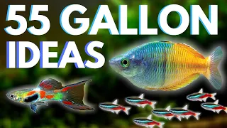 Top 5 Fish for a 55 Gallon Aquarium