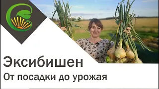 Лук Эксибишен, от посадки до урожая