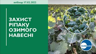 Особливості захисту ріпаку озимого в весняний період