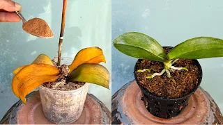 Magically Revive Every Rotten Orchid Instantly in This Easy Way