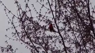 My cardinal singing his heart out