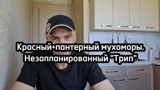 Мухоморный передоз. Управление в "трипе" в городских условиях.