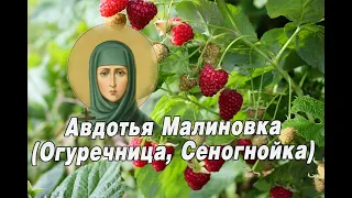 17 августа - Авдотья Малиновка (Огуречница, Сеногнойка). Народный праздник. Традиции, приметы.