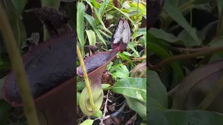 Nepenthes lowii in the highland greenhouse