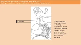 CTECH Level 3 Anatomy and Physiology - Last revision PPt