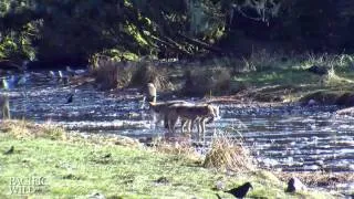 Four wolves fishing for salmon in the estuary #2