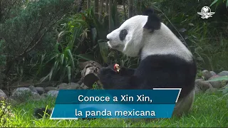 Xin Xin, la última panda gigante latina