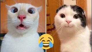 Funny Animal Videos 2023🤣 - Funniest Cats😹 and Dogs🐶 Videos!  #3