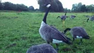 Canada Goose - dinner time close up