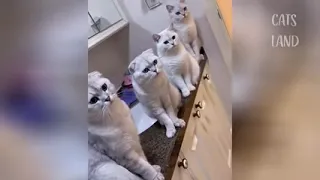 OMG So Cute Cats ♥ Best Funny Cat Videos 2021 #87   YouTube