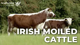 Irish Moiled Cattle - Livestock showcase - Scottish Smallholder Festival 2020