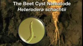 Beet Cyst Nematode Preview Clip