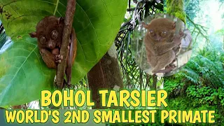 BOHOL TARSIER - World's 2nd smallest primate