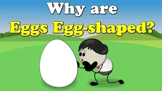 Why are Eggs Egg-shaped? + more videos | #aumsum #kids #science #education #children