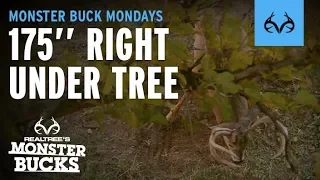 175" Buck Makes Scrape RIGHT UNDER TREE | Tyler Jordan |Monster Bucks Monday