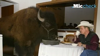 The bison went through hell to become our national mammal | Mic Check