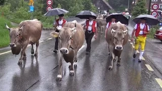 Alpfahrt Schwäg- u. Potersalp 2016