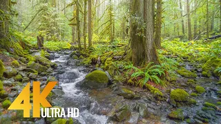 Rainy Day in a Forest - 4K Relaxation Video with Soothing Sound of Creek and Birdsongs