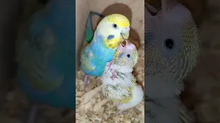 гнездо, день 17😍 волнистые попугаи🐦 подглядываем за ростом малышей🐣#parrot #bird #shorts #youtube