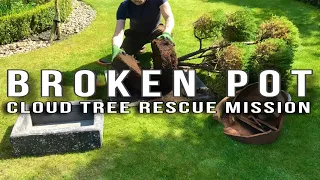 Cloud Tree Rescue Repot Rejuvenate #cloudtreerepot #repotting #cloudtree
