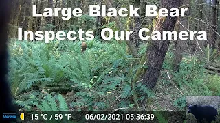 Large Black Bear Inspects Our Trail Camera