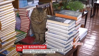 За їжу й тепло: на Хмельниччині знайшли кота, який десять років "працює" бібліотекарем