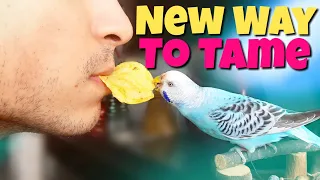 How to Tame a Budgie | NEW Easy Method