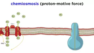 Cellular Respiration Part 3: The Electron Transport Chain and Oxidative Phosphorylation