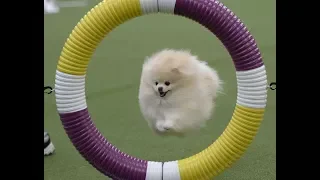 Funny Pomeranian Spitz | The best compilation of video jokes with Spitz