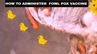 HOW TO ADMINISTER FOWL POX VACCINE