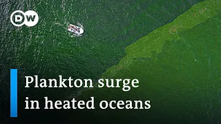 Increased water surface temperatures cause unusual growth of plankton | DW News