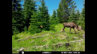Mother moose and Twins