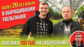 Выгонка тюльпанов к 8 марта в Новосибирске. Опыт в выгонке тюльпанов - более 20 лет.