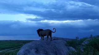 bob junior very famous Lion in the Eastern part of Serengeti roaring on top kopje after the sunset