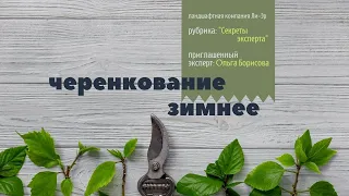 Одревесневшее (зимнее) черенкование