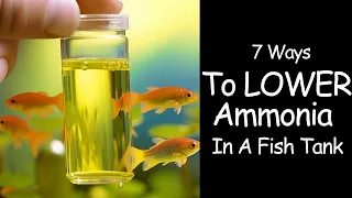 Ammonia In Fish Tanks - How To Lower Permanently 🙌