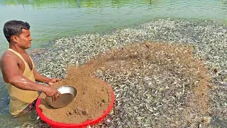 Hybrid Pangasius Culture Fish Farming Business in Asia | Pangas Fish Feeding Food  part-2