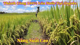 Linh Philip || Khẳng Định 100% Thành Công Lúa Nước Của Việt Nam Tại Angola !!!