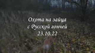 Охота на зайца с Русской гончей  23 10 22