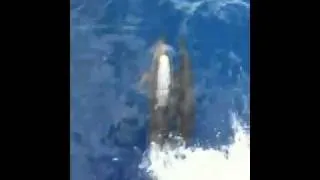 Spinner dolphins riding the bow wave of our dive boat in Ha