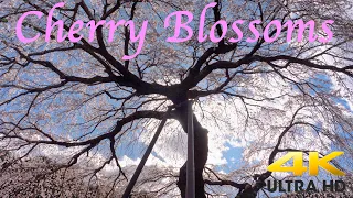 【Window Scenery】Looking Up a Weeping Cherry Tree in Bloom【4K】
