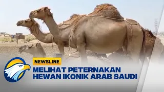 Melihat Peternakan Unta di Arab Saudi