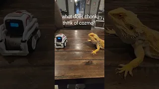 what does chonk think of cozmo? #beardeddragon #beard #beardie #reptile #cozmo #robot #coding