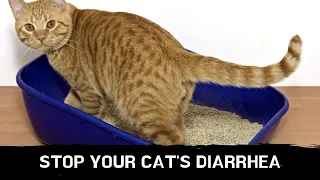 How to stop your cat's diarrhea || cat diarrhea treatment